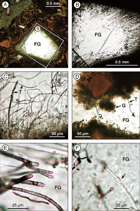 Transmitted Light Photomicrographs Of Microbial Alteration Textures In