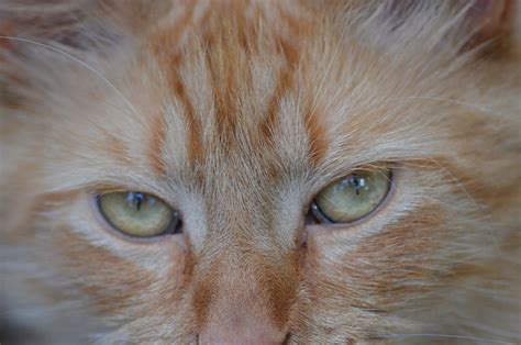 Cat Eyes Cute - Free photo on Pixabay - Pixabay