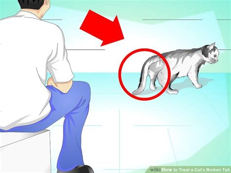 How to Treat a Cat's Broken Tail: 9 Steps (with Pictures)