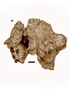 Kenyanthropus platyops - skull reconstruction by Eduard Olaru | Ancient ...