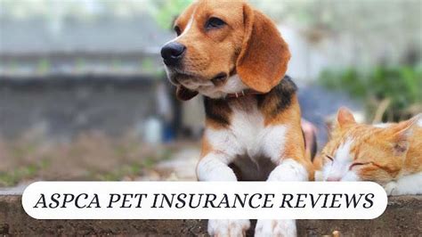 Aspca Pet Insurance Reviews Galeloo Medium