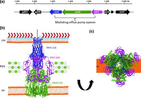 Genomic Locus And Structural Organization Of The Mtrcde Efflux Pump Download Scientific