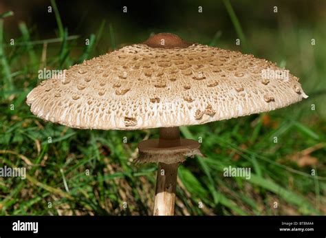 Curved Mushroom Hi Res Stock Photography And Images Alamy