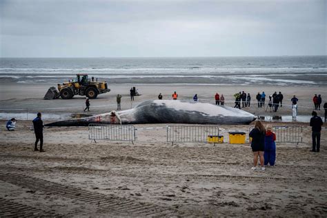 ANIMAUX Une baleine de 18 mètres séchoue sur la côte belge