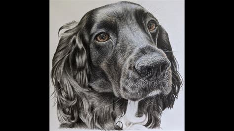 Drawing Cocker Spaniel In Coloured Pencils Part 7 Drawing Neck Fur Time Lapse Youtube