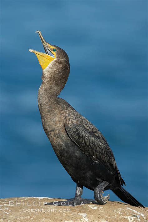 Double Crested Cormorant Phalacrocorax Auritus La Jolla California