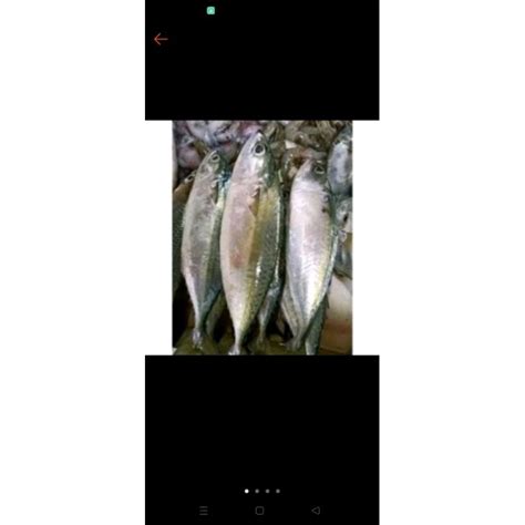 Jual Ikan Kembung Banjar Segar 1kg Shopee Indonesia