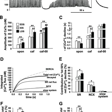 Dynamics Of Cytosolic Free Ca Concentration Ca I Decline In