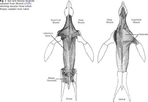 Sea lion muscle diagram adapted from Howell (1929) showing muscles from ...