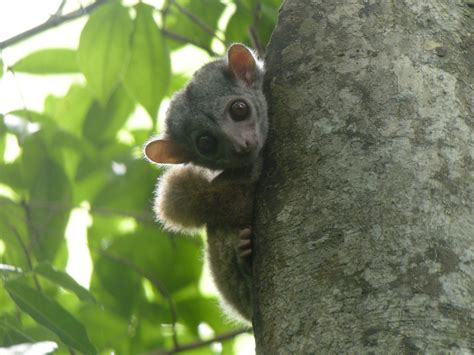 Milne Edwards Sportive Lemur Lemurs Of The World · Inaturalist