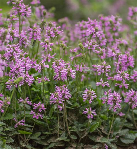 Буквица в ландшафтном дизайне (46 фото) - фото - картинки и рисунки ...