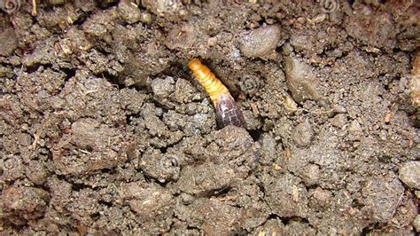 Mealworm - Superworm Worm Snake is Eating Meal Worm Close Up of Snake, it Looks Like Worm Blind ...