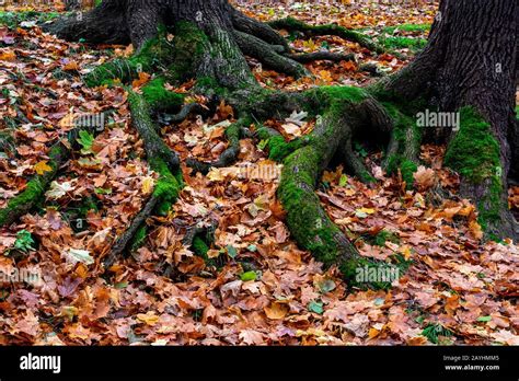 Autumn Leaves And Moss On Tree Roots Stock Photo Alamy