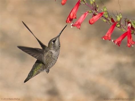 Hummingbird with flowers