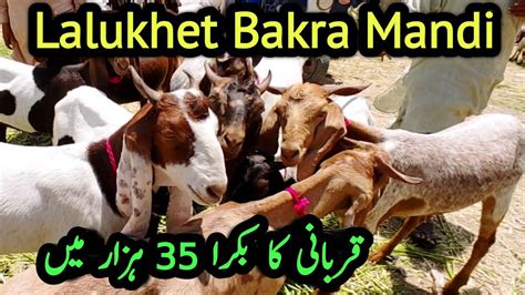 Lalukhet Bakra Mandi Bakra Mandi Karachi Qurbani Ka Sasta