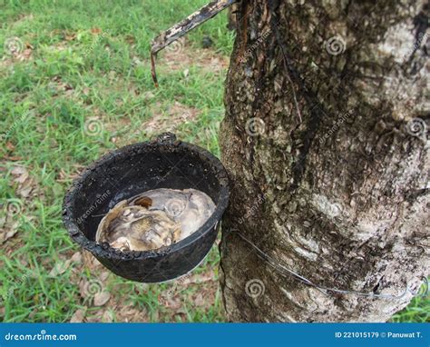 Cup Lump Rubber In Thailand Stock Image Image Of Nature Natural