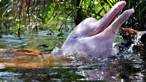 Delfin Rosado Bebe