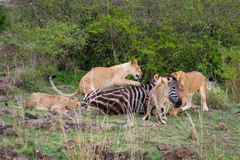 Lion Eating Zebra Stock Photos Pictures And Royalty Free Images Istock