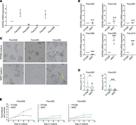 Pdx Derived Organoids Model In Vivo Drug Response And Secrete