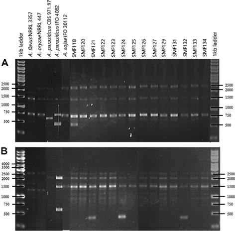 Random Amplification Polymorphic Dna Patterns Obtained For The