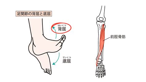 「しゃがむとかかとが浮く」意外な原因は…スネ？きっとあなたも病みつきになるスネほぐし2選