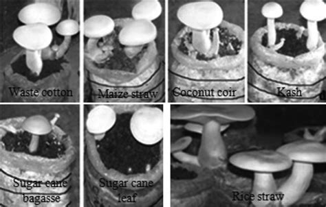 The Fruiting Body Of Calocybe Indica Produced In Different Substrates