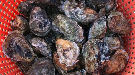 blue point oysters  oyster encyclopedia