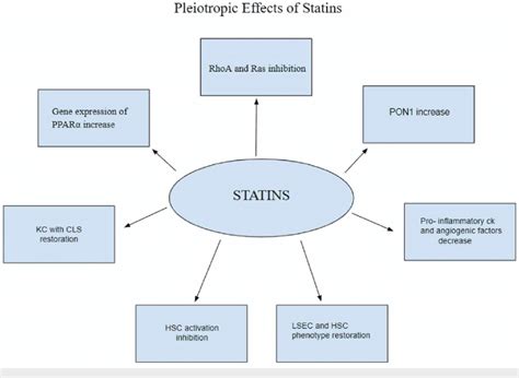 Pleiotropic Effects Of Statins Pon Paraoxonase Ppar Peroxisomal