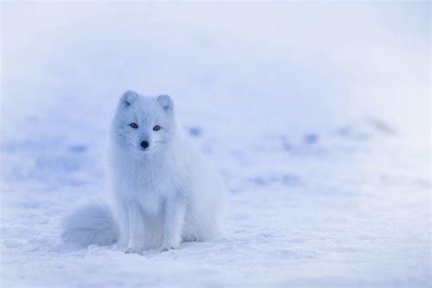 Arctic Fox Facts For Kids - Snow Fox Facts For Kids - Kidz Feed