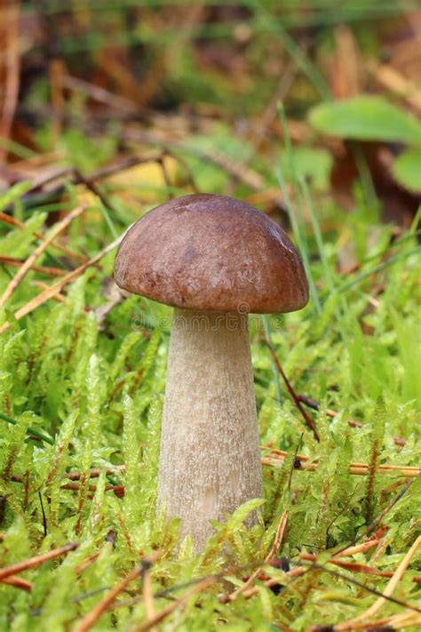 El Boleto De Abedul Comestible Joven Crece En El Bosque Del Musgo