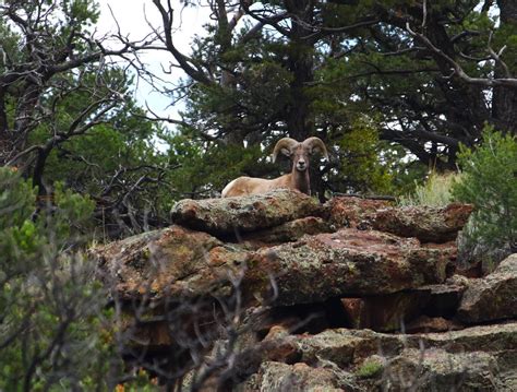 Rocky Mountain Bighorn Sheep by finhead4ever on DeviantArt