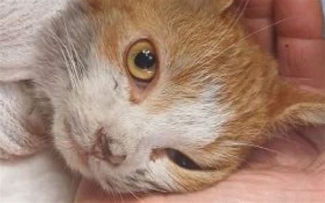 Morto Leone Il Gatto Scuoiato Vivo Ad Angri La Ragione