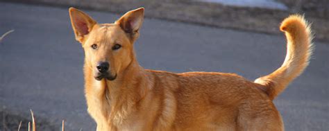 How to Train a Chinook - Alaska Dog Works