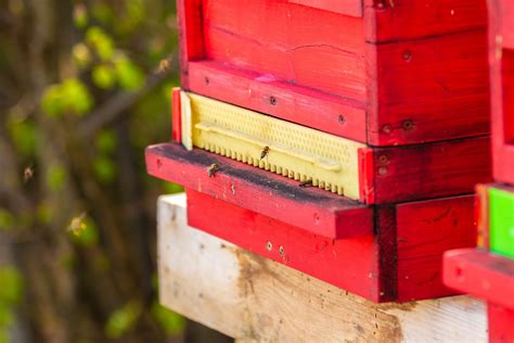 How to Build a Langstroth Bee Box - Complete Beehives