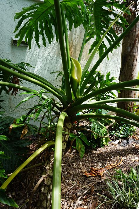 Philodendron With Bloom San D Hasselman Flickr