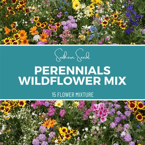 Perennial Wildflower Seed Mix - 1,000 Seeds - Southern Seed Exchange ...