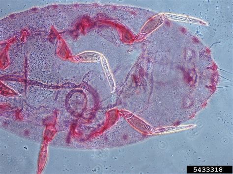 Pineapple Mealybug Dysmicoccus Brevipes