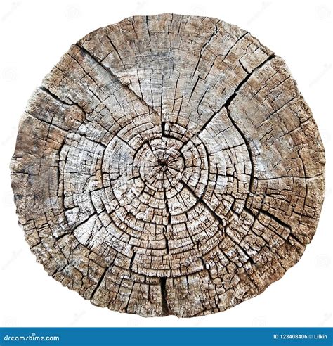 Cut Wood Trunk Or Tree Stump Stock Photo Image Of Pattern Cutout