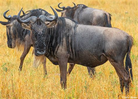 Serengeti-Rainy Day Wildebeest | The Serengeti, Tanzania Africa 2020 ...