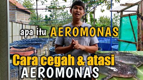 Cara Mencegah Dan Mengobati Penyakit Aeromonas Pada Ikan Lele Dengan