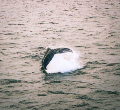 Cape Cod Whale Watching -Have Clothes, Will Travel