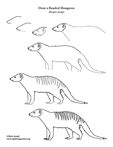 Mongoose (Banded) Drawing Lesson