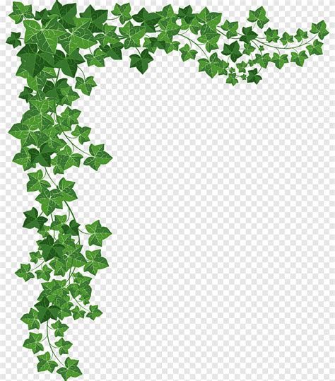 Vine Plant Plant Border Leaf Png PNGEgg