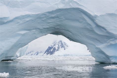 Antarctica Photos By Ron Niebrugge