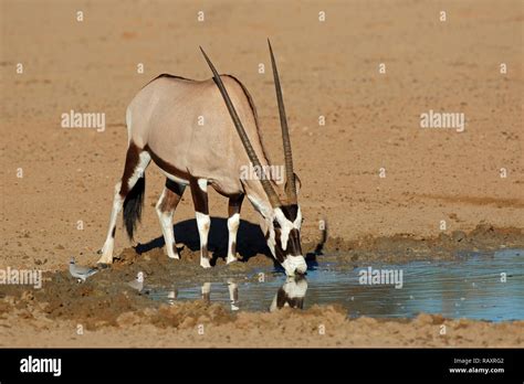 A Gemsbok Antelope Oryx Gazella Drinking Water Kalahari Desert