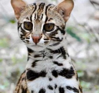 ORIGEN Y CARACTERÍSTICAS GATO BENGALÍ