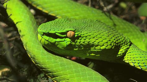 Green Snake In Rain Forest 17600165 Stock Photo at Vecteezy