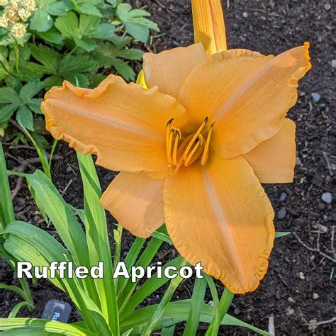 Daylily Ruffled Apricot Heart To Care Tanzania