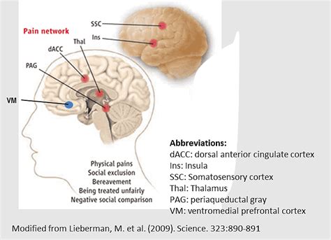 Ventral Tegmental Area Insular Cortex Anterior Cingulate Cortex