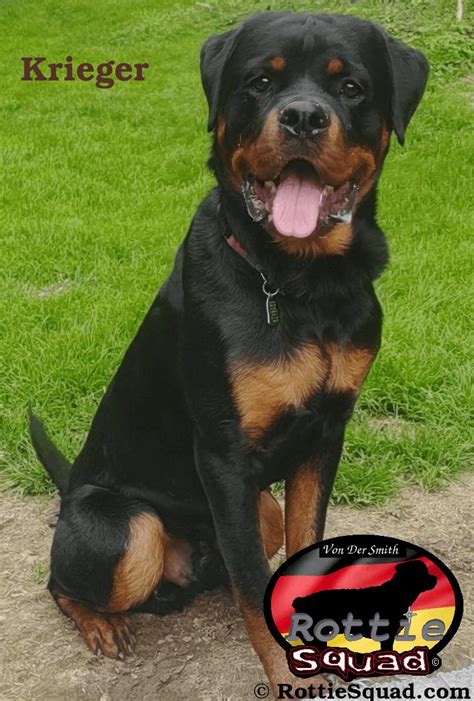 Re Home Krieger Rottie Squad Kennel